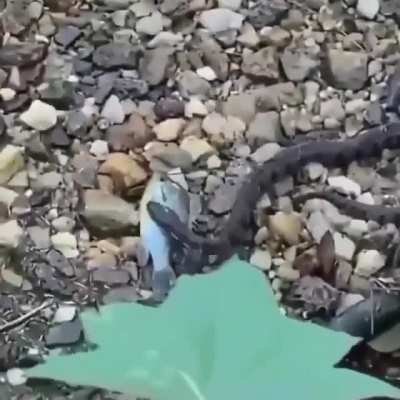 serpiente