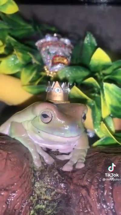 That frog lookin kinda thicc 😫