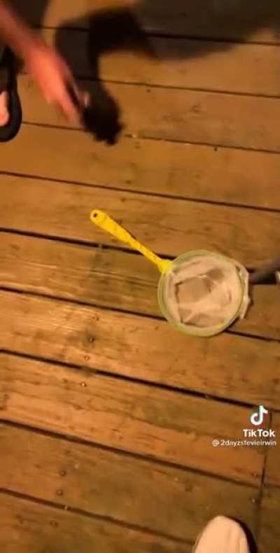Catching Insects