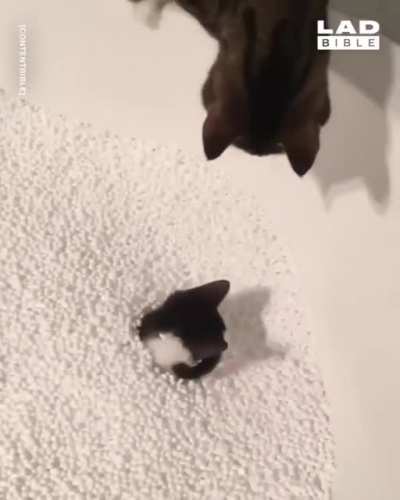 Filled the bath with bean bag beans and cats couldn't get enough of it
