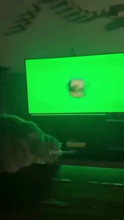 Gato