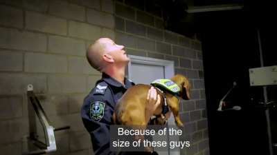 April Fools Down Under