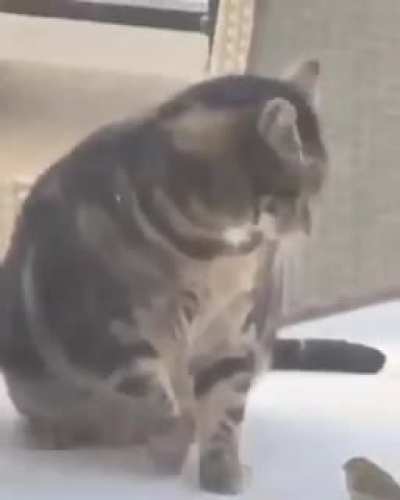 Poor birb
