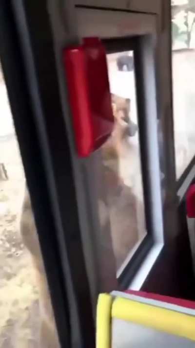 Is this???