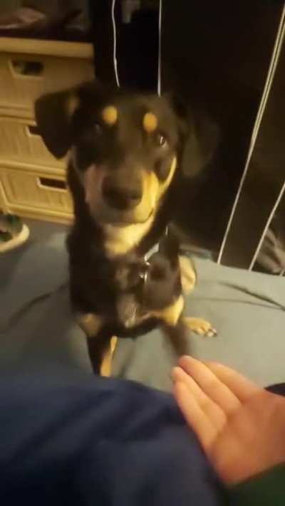 Gimme paw