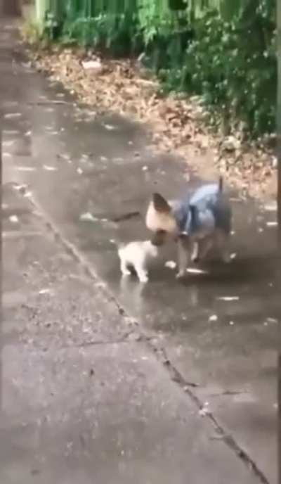 Идём домой!