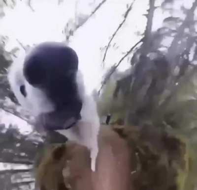 Featherless biped