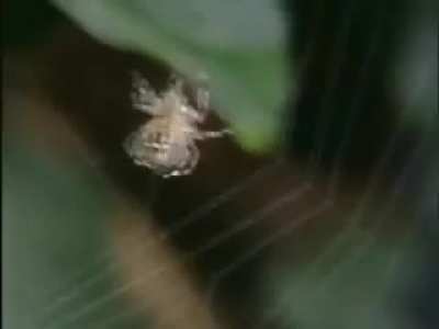 Spiders on drugs.