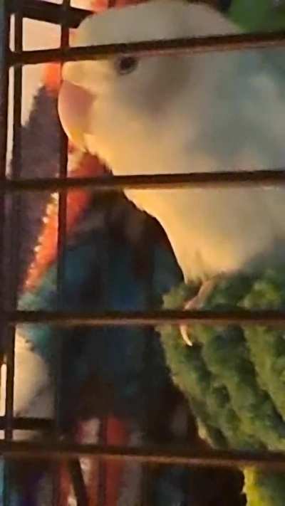 Is this normal? 2nd day having a lovebird