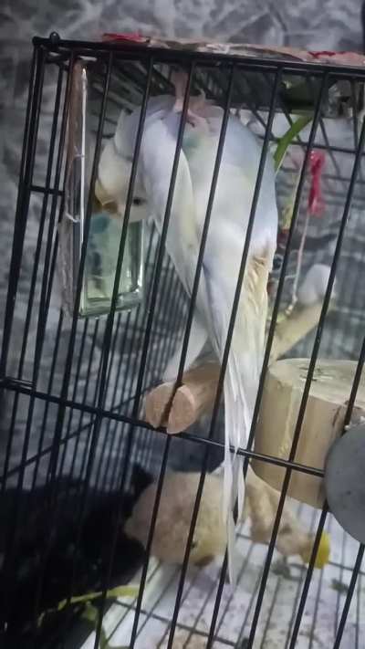 What is she doing?