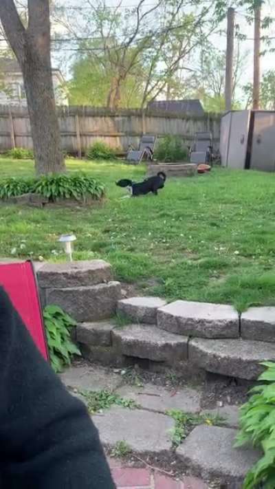 Got dang squirrels!