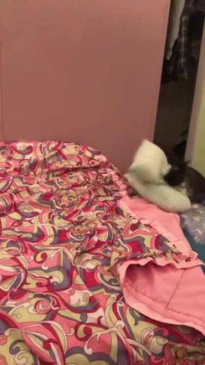Bunny diggies