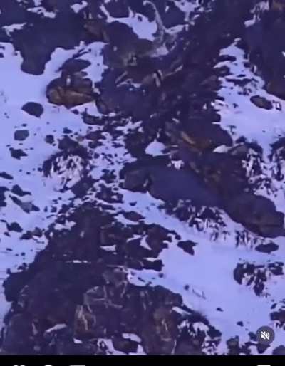 Snow leopard tumbles down mountain to catch a mountain goat