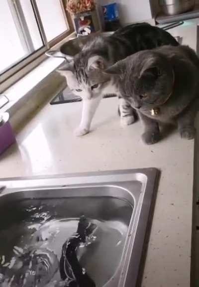Você pode ter animais agressivos e imprevisiveis dentro de casa, capazes de coisas surpreendentes.