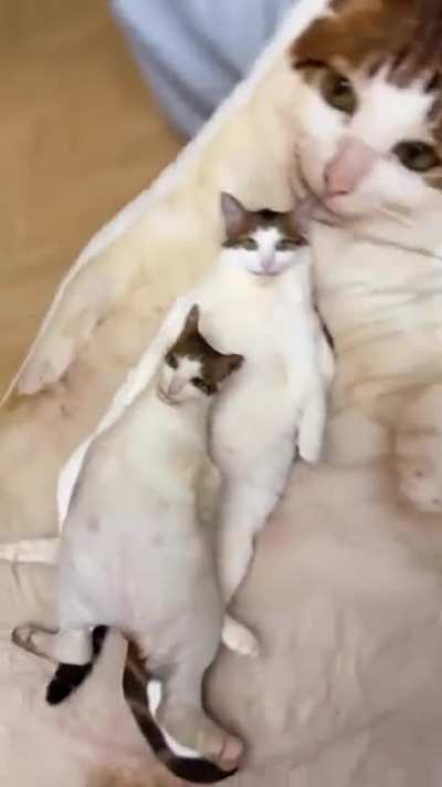 Blursed pillows