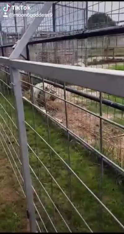 Would you feel safe getting that close with him growling like that?! 🐅😬