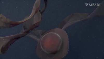 🔥 Deep-sea sighting: The giant phantom jelly spotted 990 meters (3,250 feet) deep in Monterey Bay