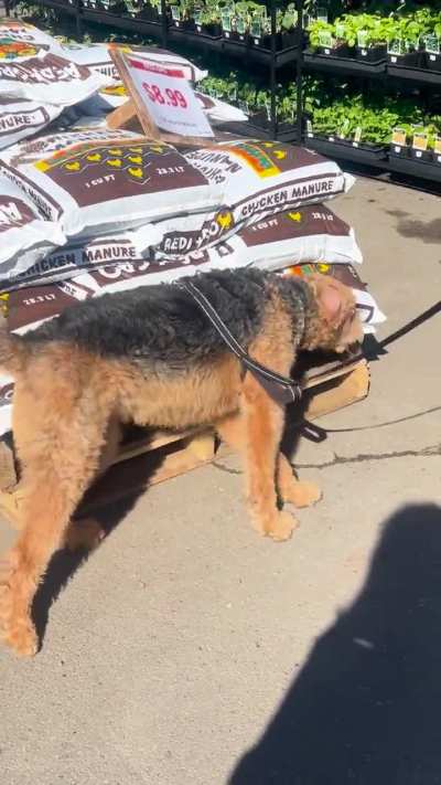 “Dognip Dale”
