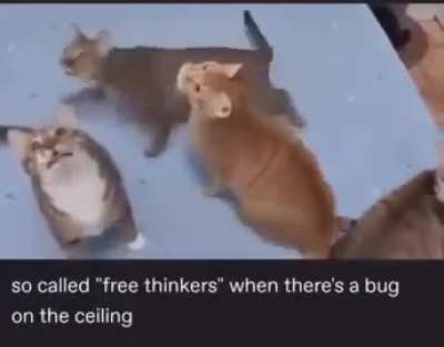 ldggfffffcc