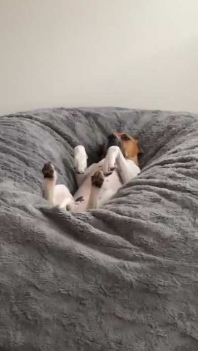 Woof_irl