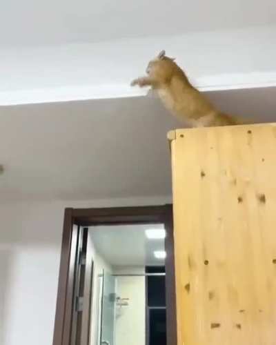 The Athleticism of this cat at the cat gym