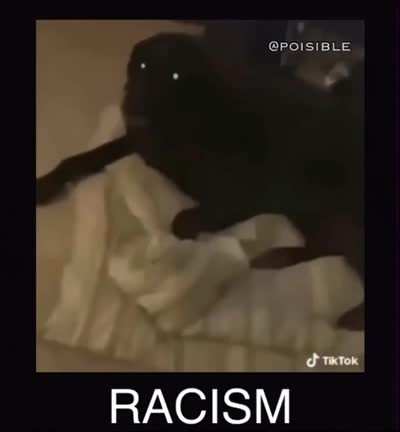 Pobre perro