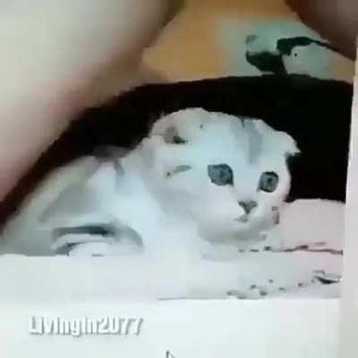 WTF ???