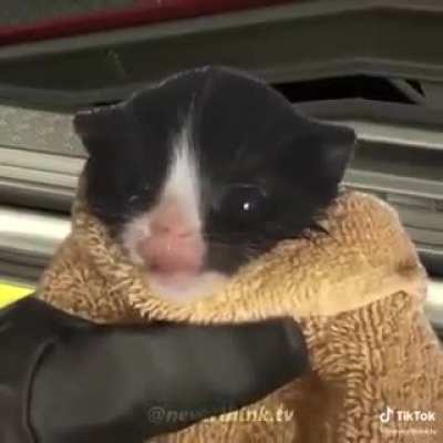 🐱