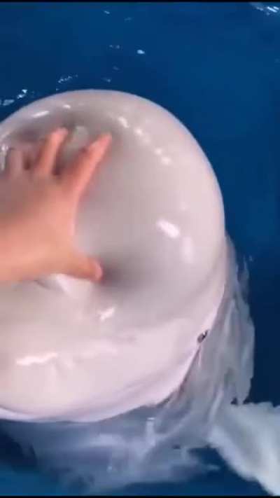 Squishy