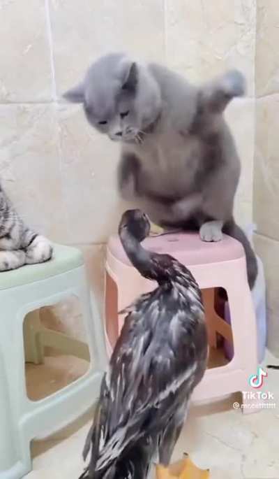 Not quite friends