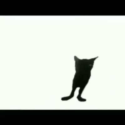 gatito