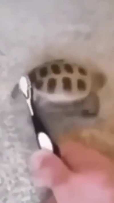 F