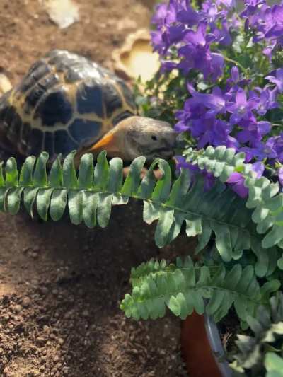 Chomping on Campanula 🌺🐢