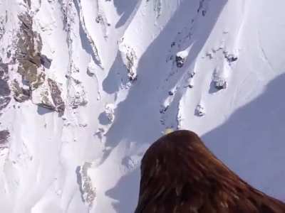 The magnificent view recorded by the camera attached to the eagle's back.