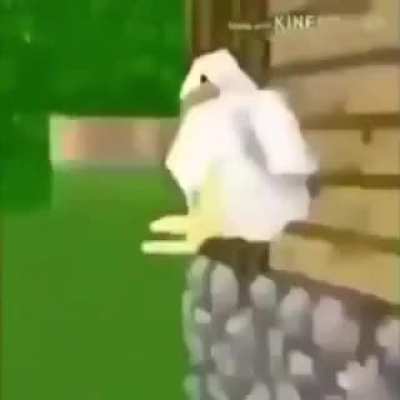 Chicken Fite