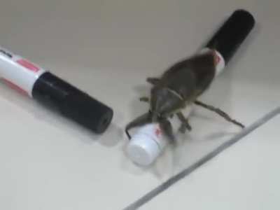Large Insect