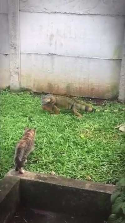 The cat thought she was a tiger for a moment. The slap just bought her back to reality.