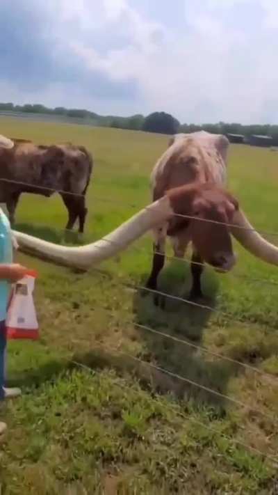 of bull horns
