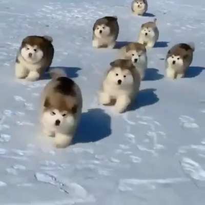 Little fluff balls