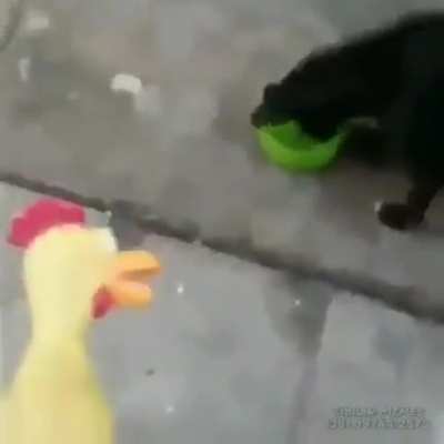🐔