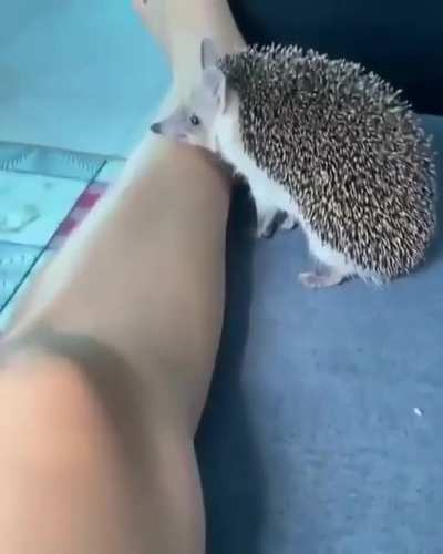 Todos amamos gritos