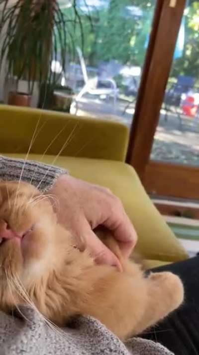 Afternoon pets