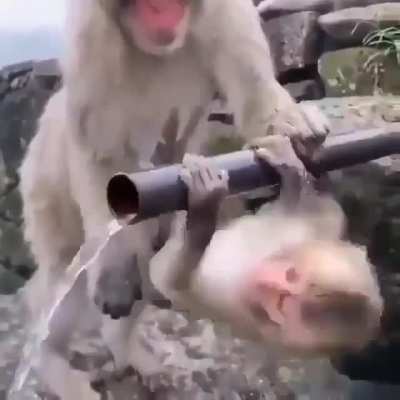 Японс<wbr>кий макак