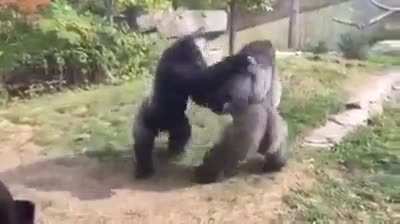 And Mike Tyson wanted to fight one