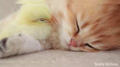 Милоты вам в ленту. Котенок и ципленок спят вместе!