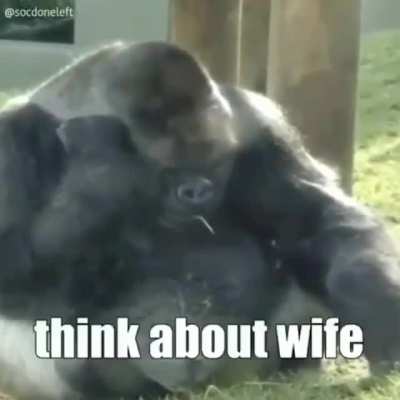 Sad monkey