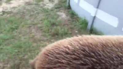 u_boops-boops
