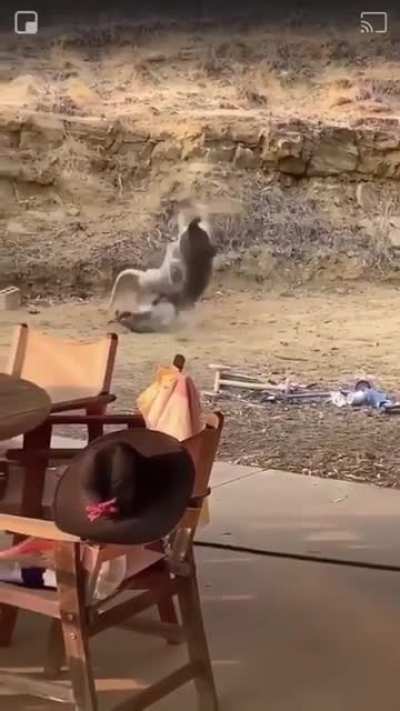 Vicious Australian bar fight