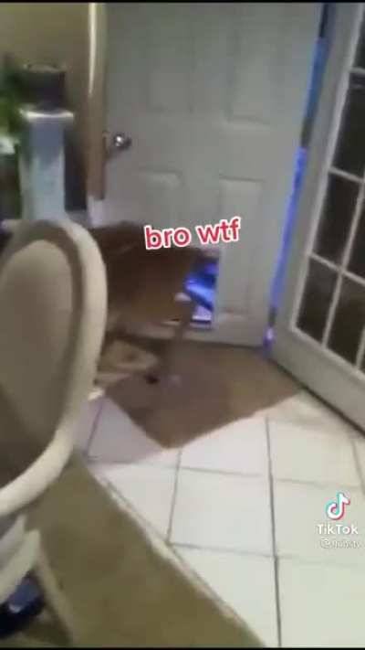 Can I pet your dog?