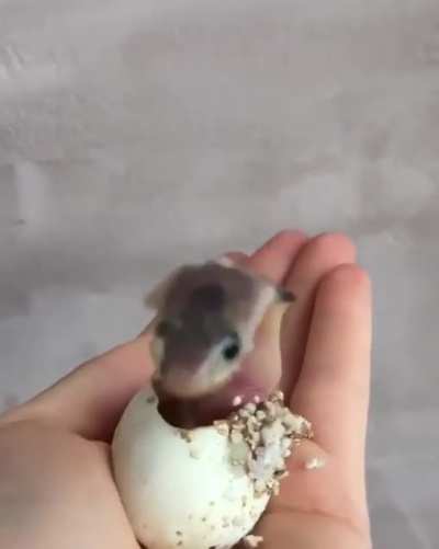 Just the cutest most precious newly hatched king cobra 🐍